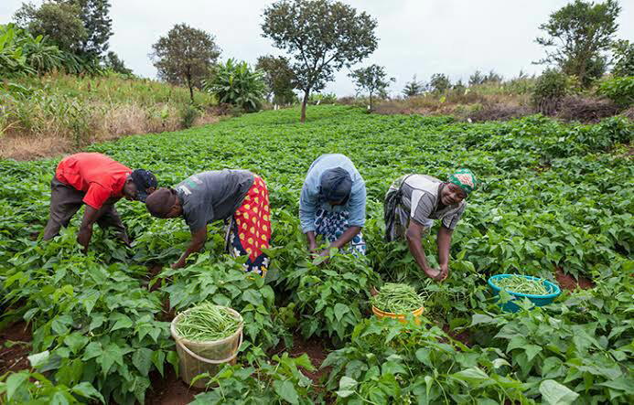 Nigeria must process agro commodities to boost export earnings &mdash; Stakeholders